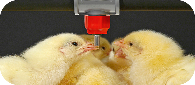 آبخوری نیپل اتومات