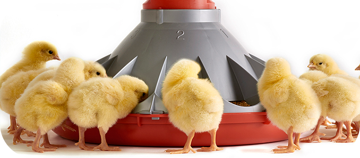 دانخوری بشقابی اتومات