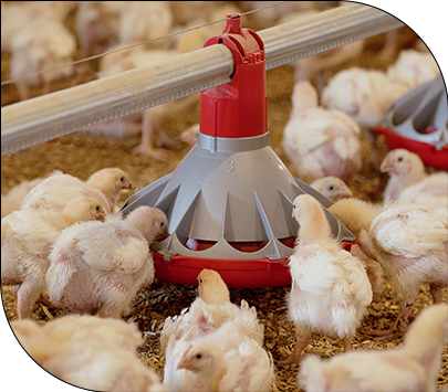 دانخوری بشقابی اتومات